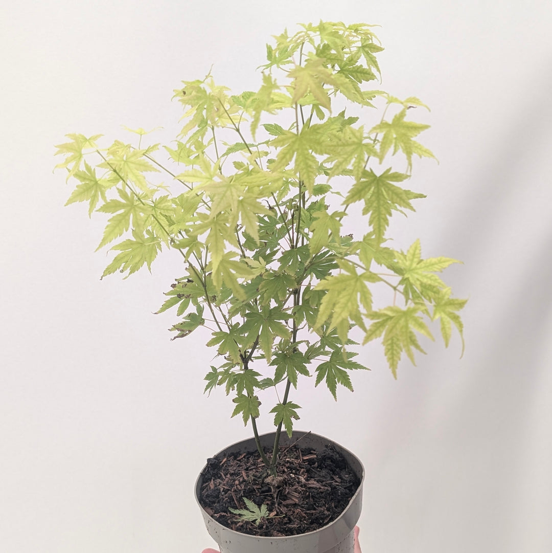 Acer palmatum 'Orange Dream'