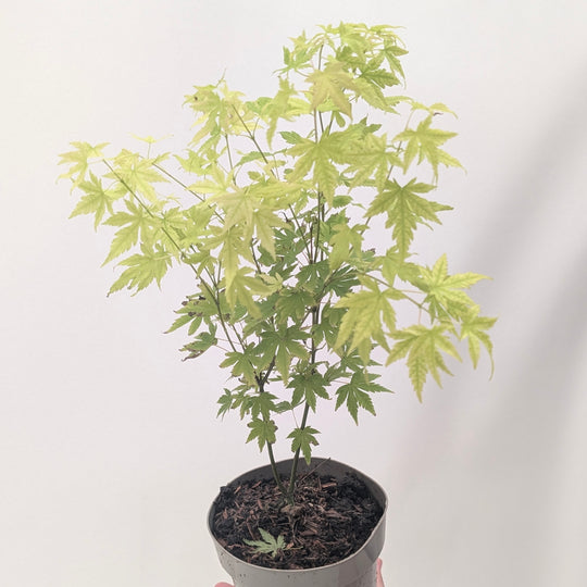 Acer palmatum 'Orange Dream'