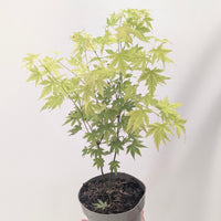 Acer palmatum 'Orange Dream'