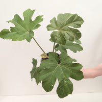 Tetrapanax papyrifer