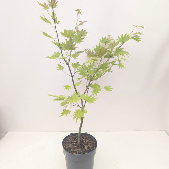 Acer shirasawanum 'Moonrise'