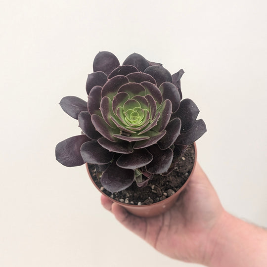 Aeonium arboreum 'Velours' Plants - Outdoor GROW TROPICALS