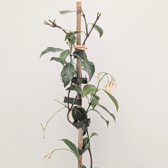 Trachelospermum asiaticum 'Star of Milano' Plants - Outdoor GROW TROPICALS