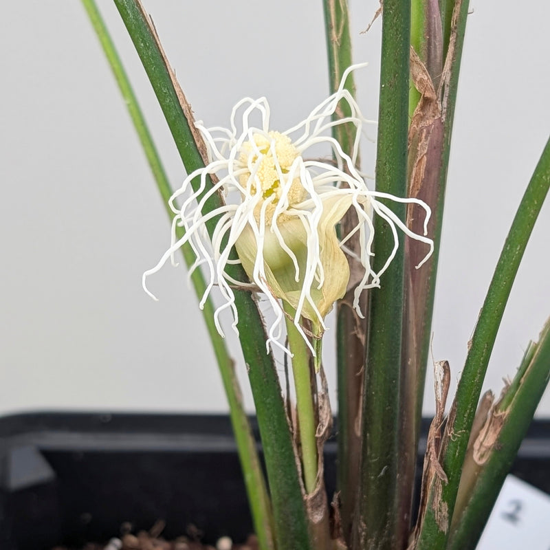 Asplundia sp. — 15cm