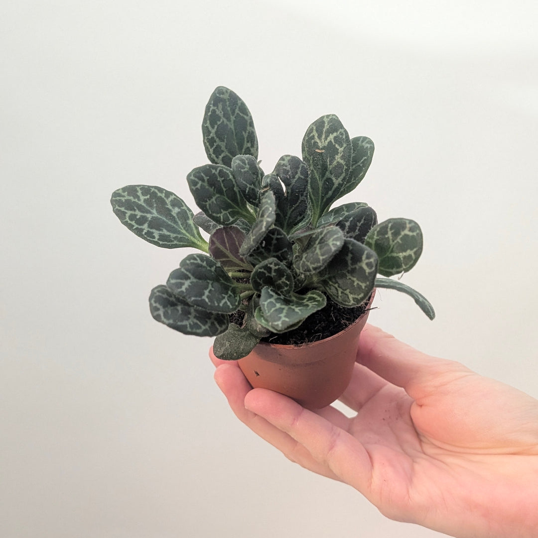 Primulina yungfuensis Plants GrowTropicals