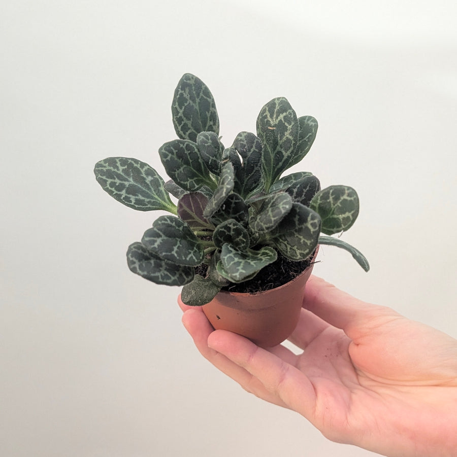 Primulina yungfuensis Plants GrowTropicals