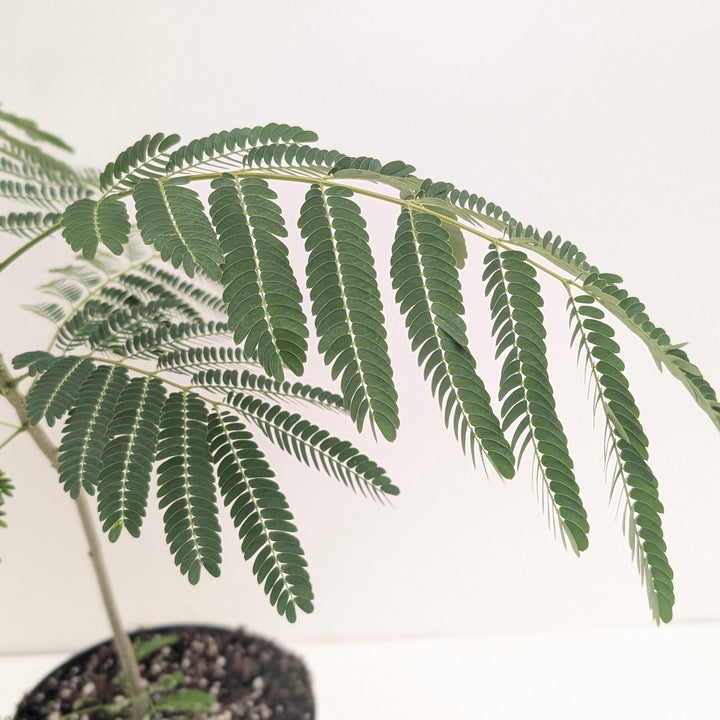 Albizia julibrissin 'Ombrella'