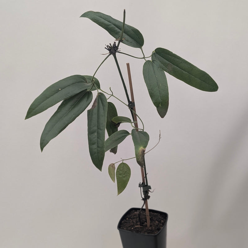 Clematis armandii — 15cm / 1.5L