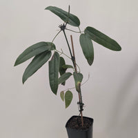 Clematis armandii