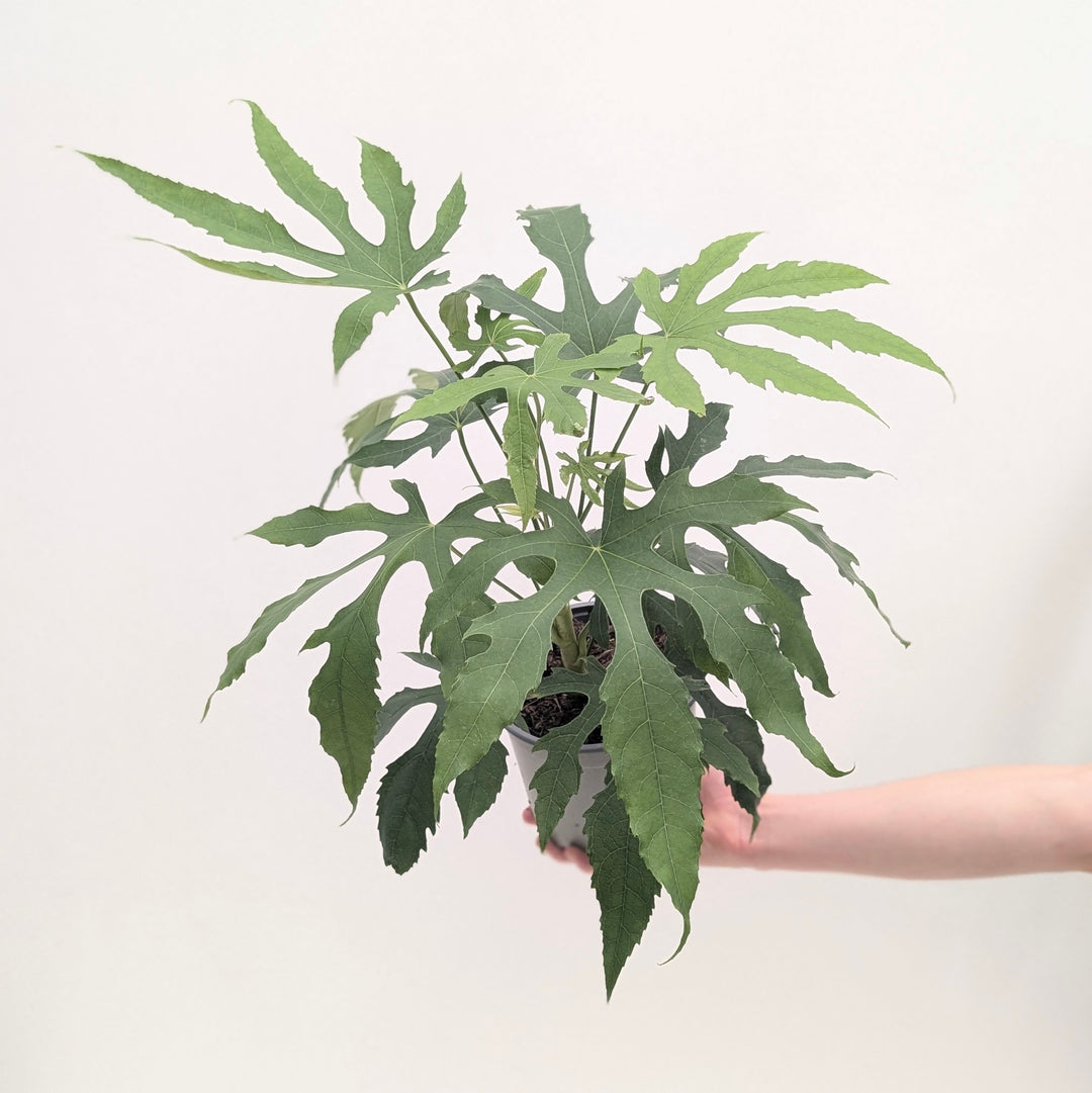 Fatsia polycarpa 'Green Fingers'