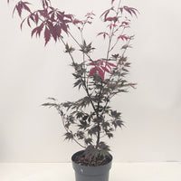 Acer palmatum 'Black Lace'