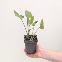 Zantedeschia aethiopica Pink