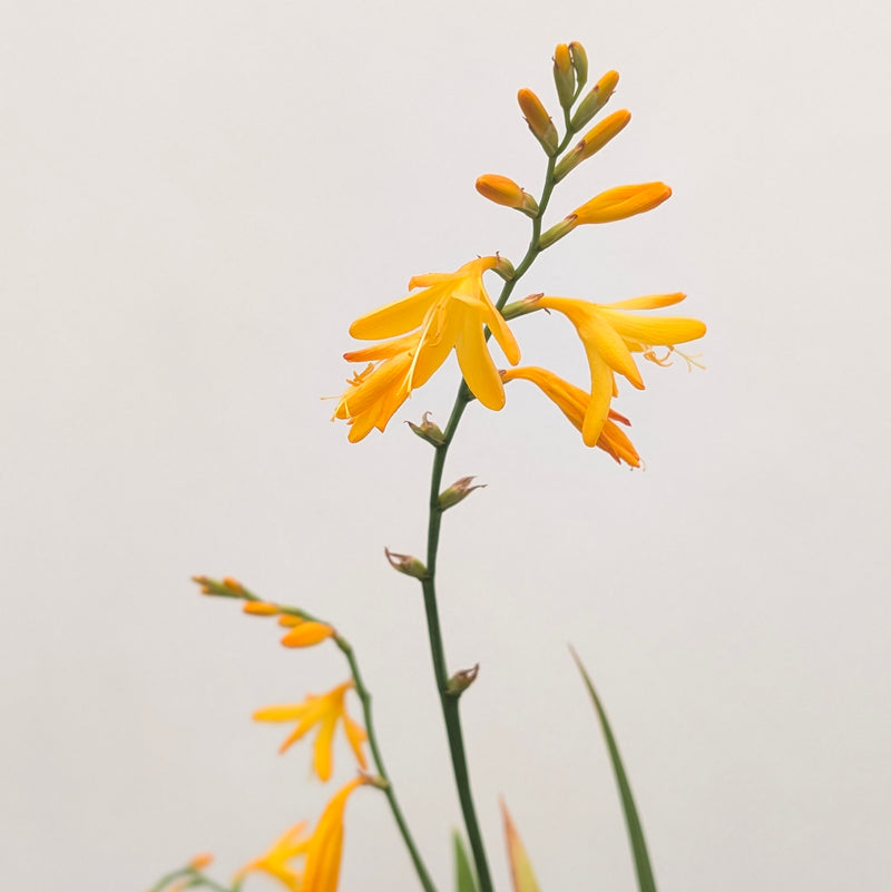 Crocosmia 'George Davidson' Plants - Outdoor GROW TROPICALS