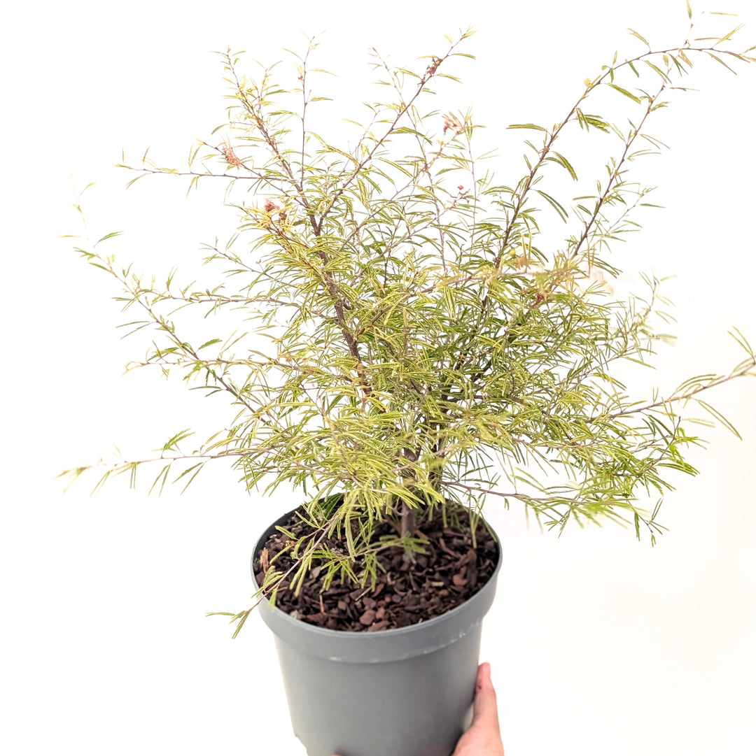 Calliandra surinamensis Plants - Outdoor GROW TROPICALS
