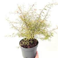 Calliandra surinamensis