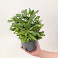 Pittosporum tobira 'Nanum'