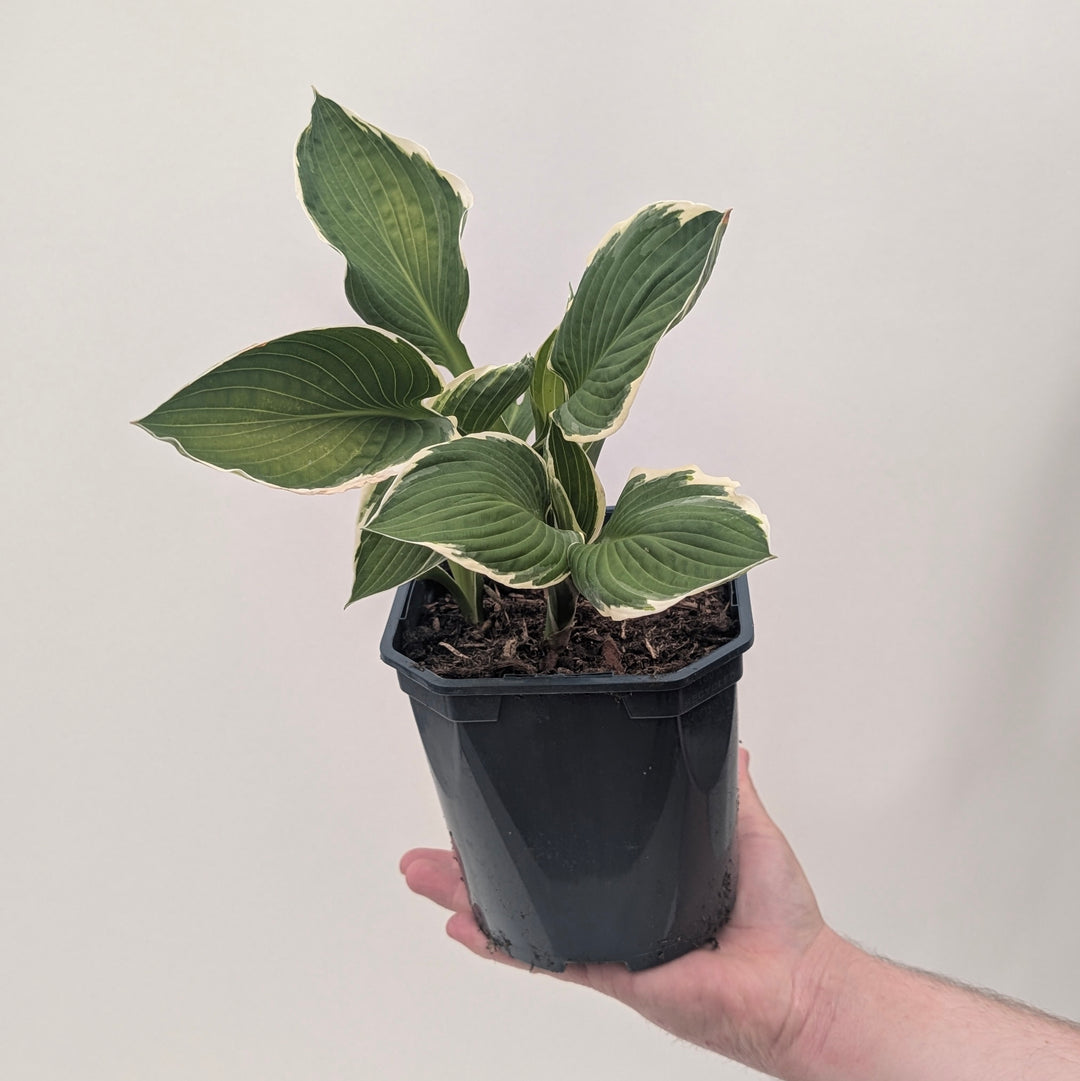Hosta 'Francee'