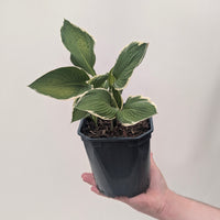Hosta 'Francee'