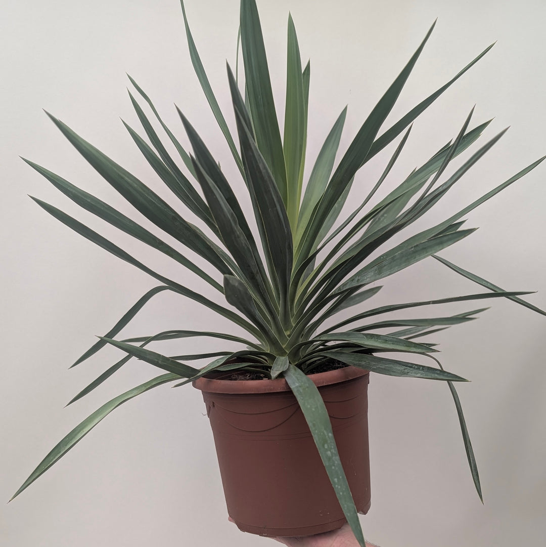 Yucca gloriosa