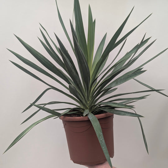 Yucca gloriosa