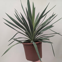 Yucca gloriosa