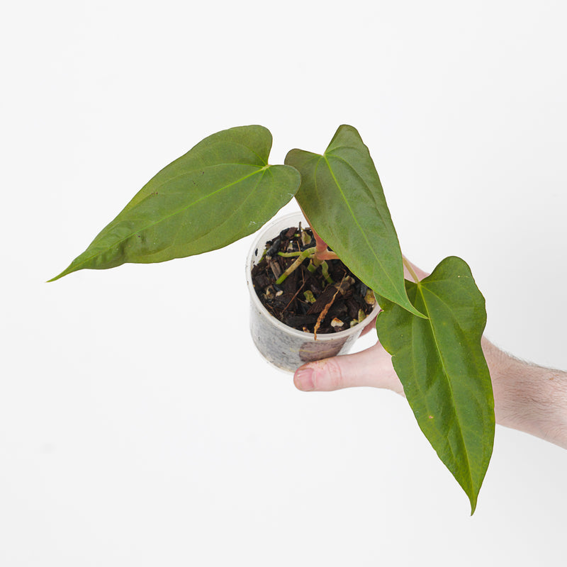 Anthurium (Papililamium 'Marie' x subsignatum) x (Flat Sinus Papi FSxRL) Plants GrowTropicals