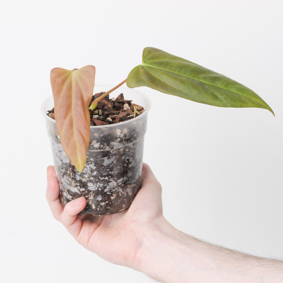 black marie anthurium price Anthurium (Papililamium 'Marie' x subsignatum) x (Flat Sinus Papi FSxRL)