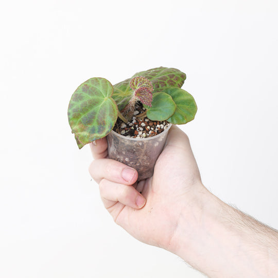Begonia rockii 6cm Plants GrowTropicals