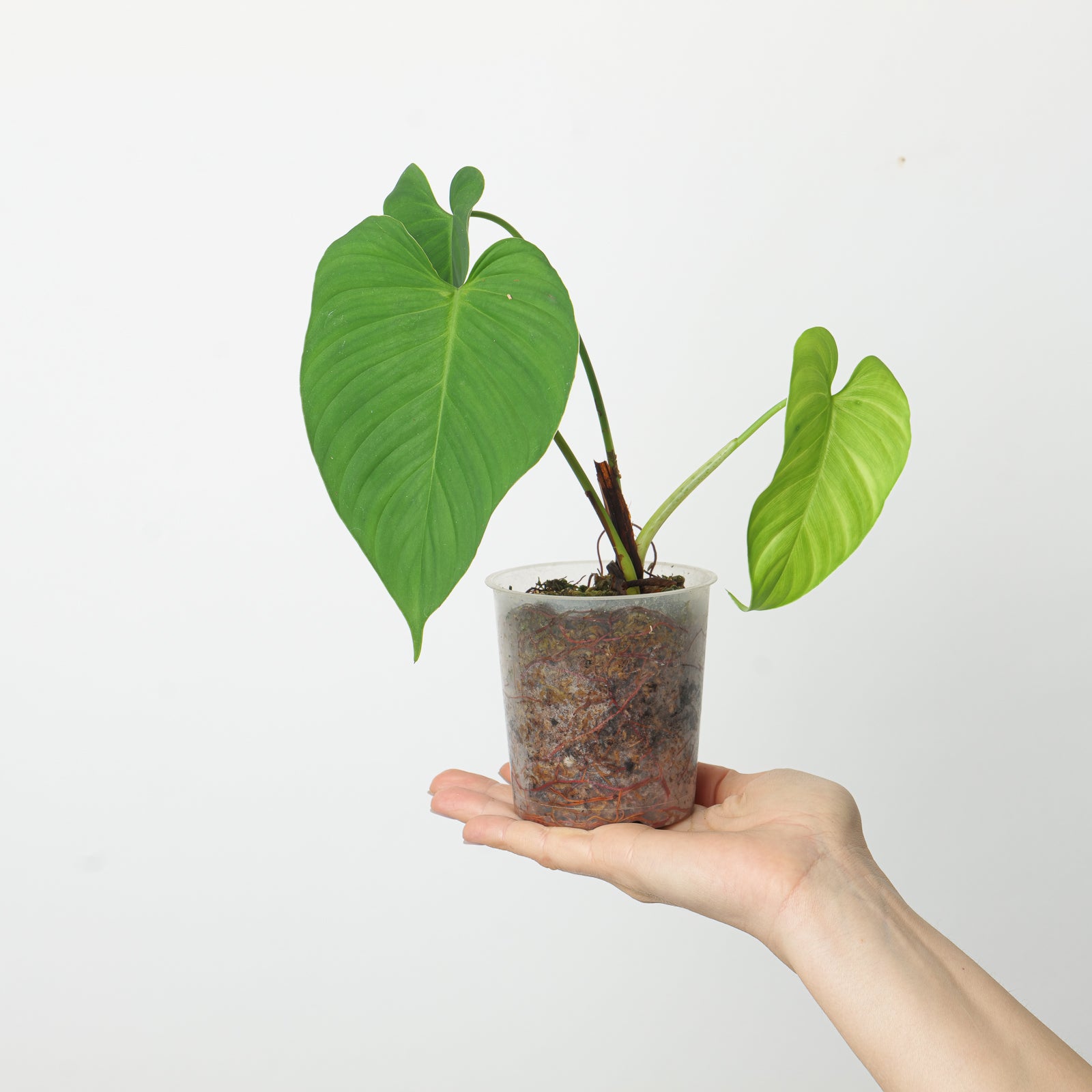 philodendron rose Philodendron roseocataphyllum | Plants