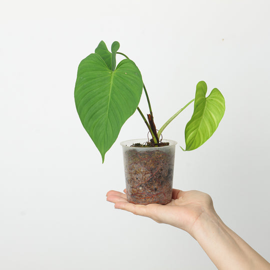 Philodendron roseocataphyllum 9cm Plants GrowTropicals