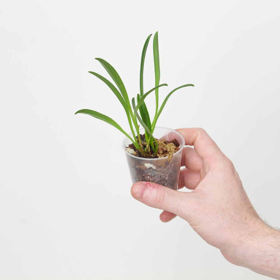 Masdevallia roseola - GROW TROPICALS