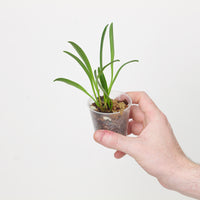 Masdevallia roseola
