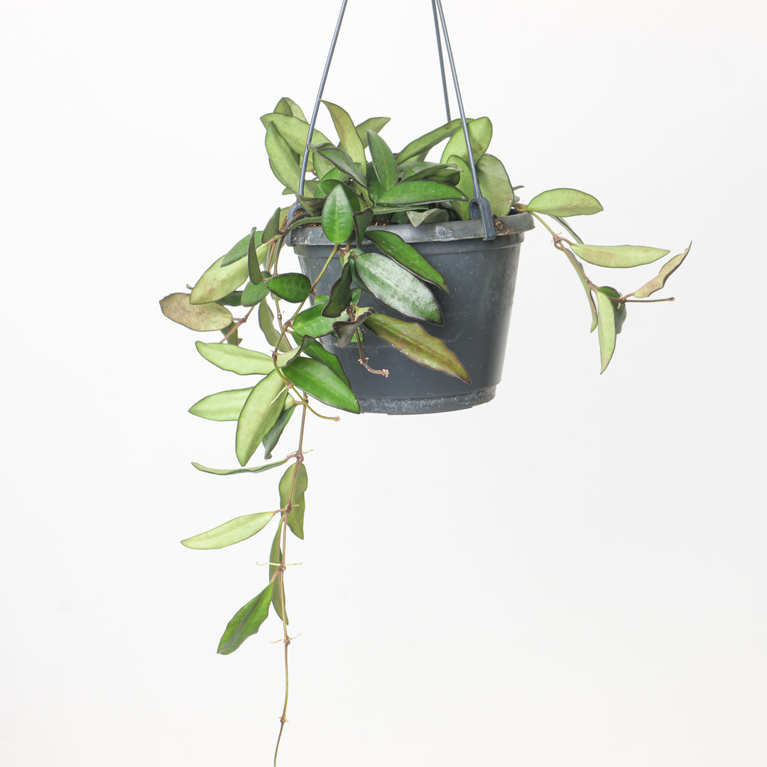 Hoya wayetii x tsangii 'Rosita' 14cm Plants GrowTropicals