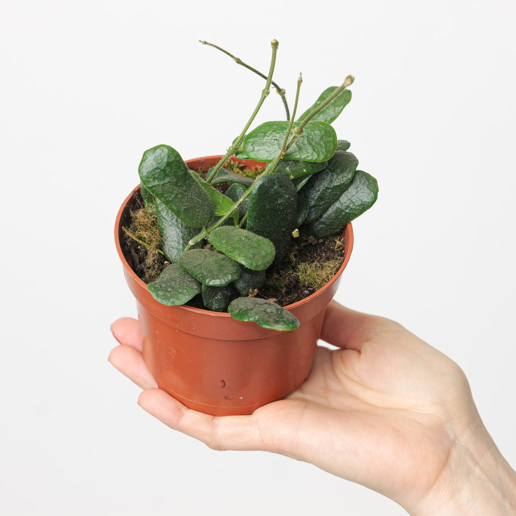 Hoya ロッツンディフォリア Hoya rotundiflora | Plants | GrowTropicals.com