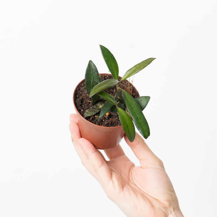Hoya aff. rotundifolia - GROW TROPICALS