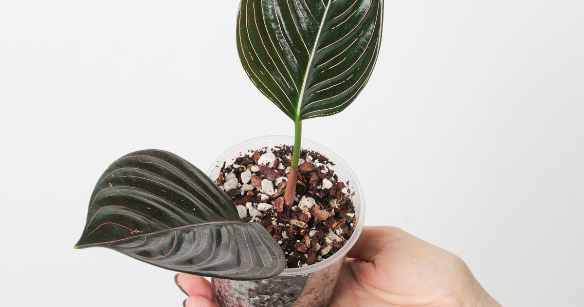 aglaonema rotundum varieties Aglaonema rotundum | Plants