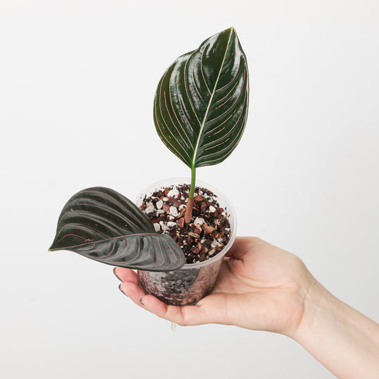 Aglaonema rotundum Plants GrowTropicals