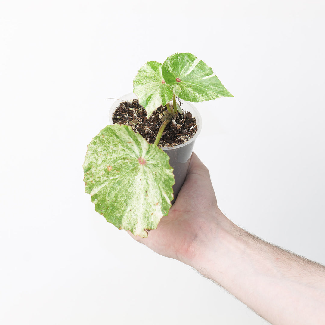 Begonia 'Rouge Variegated' Plants GrowTropicals