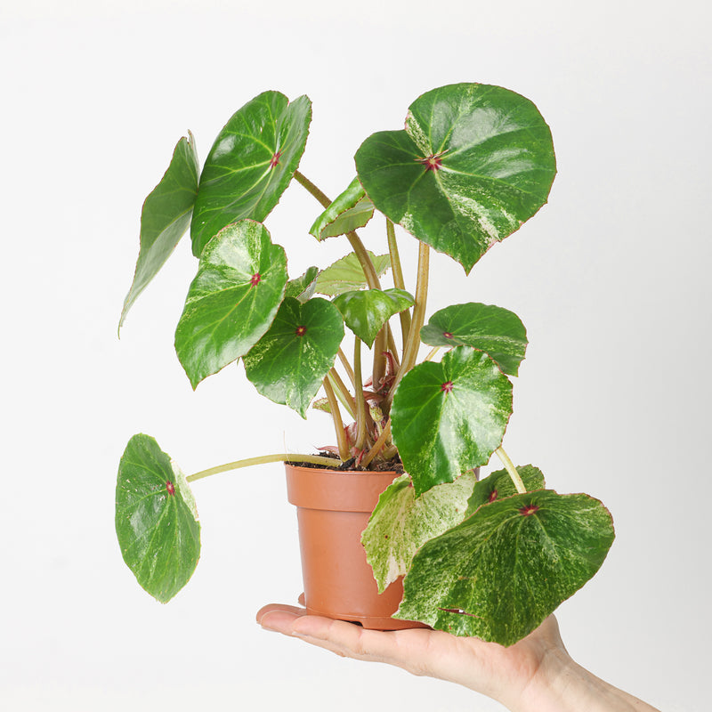 Begonia 'Rouge Variegated' Plants GrowTropicals