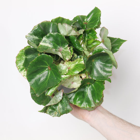 Begonia 'Rouge Variegated' 12cm High Variegation Plants GrowTropicals