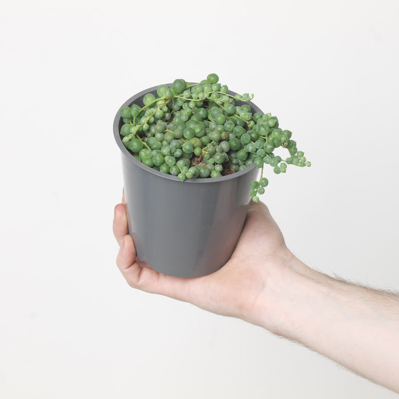 Senecio rowleyanus 'String of Pearls' — 12cm