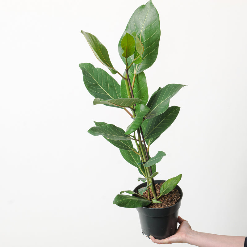 Ficus benghalensis Roy — 17cm