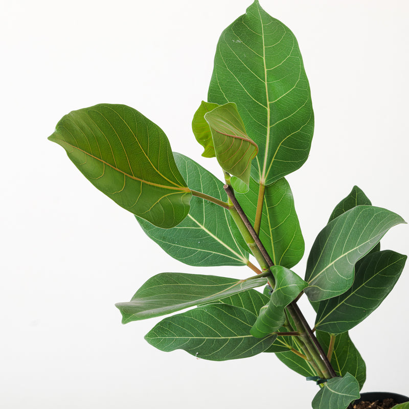 Ficus benghalensis Roy Plants GrowTropicals
