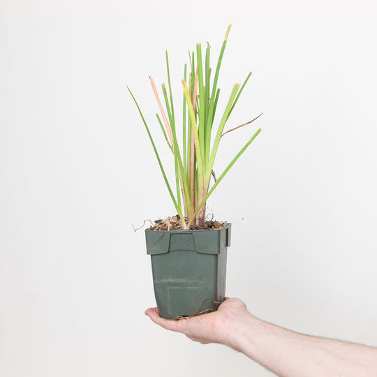 Kniphofia 'Royal Castle' Plants - Outdoor GROW TROPICALS