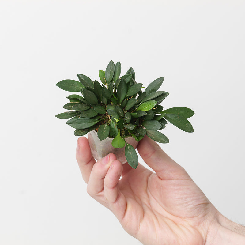 Pleurothallis rubella — 6cm