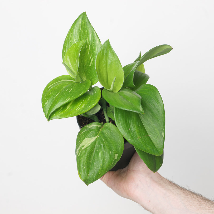 Epipremnum Rubicon Variegated Plants GrowTropicals