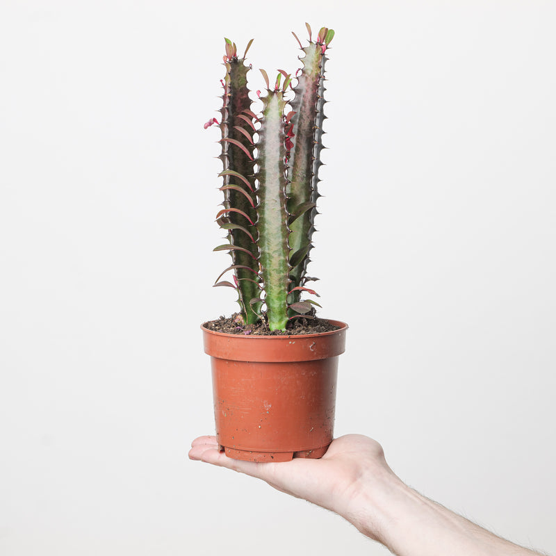 Euphorbia trigona 'Rubra' Plants GrowTropicals