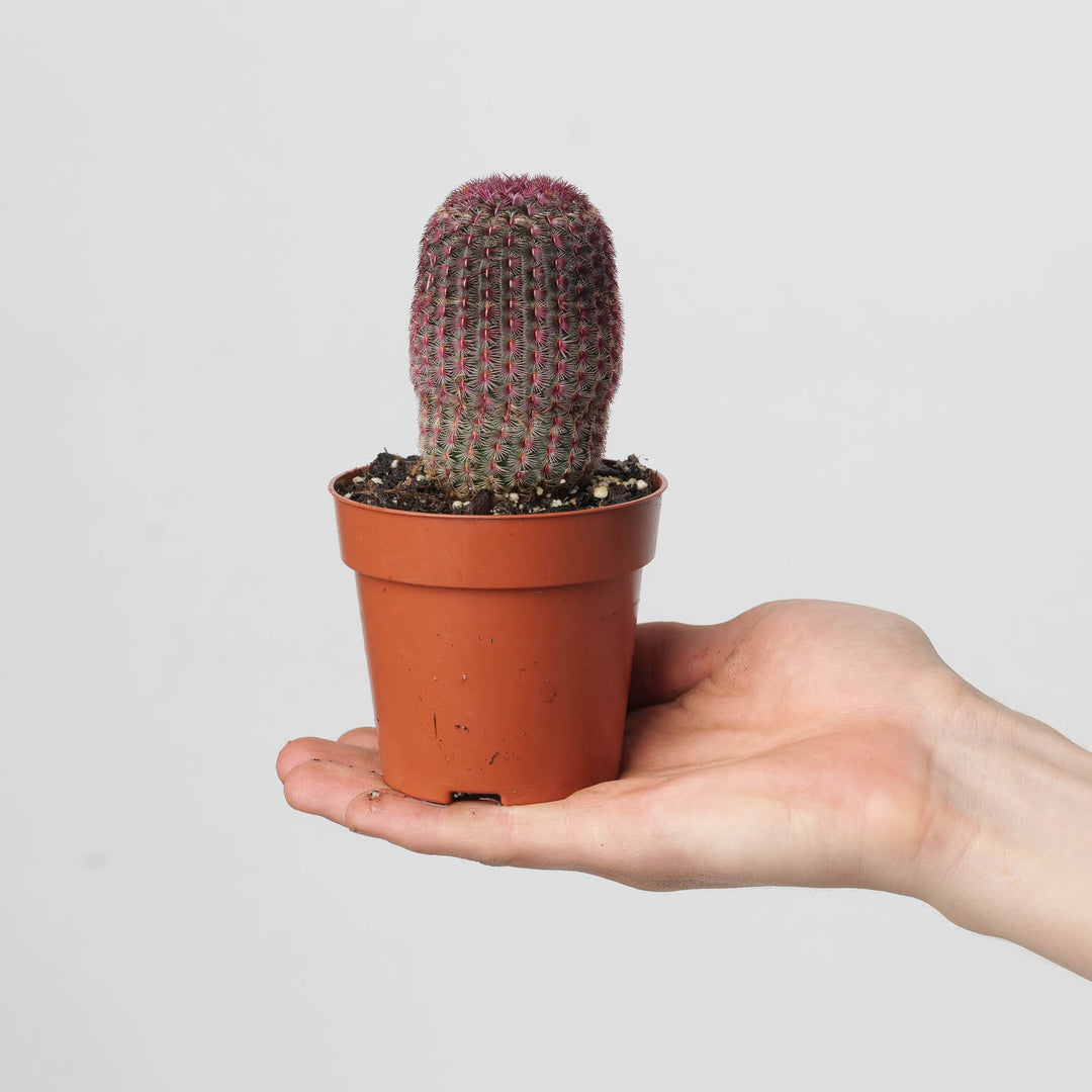 Echinocereus rigidissimus var. rubispinus - GROW TROPICALS