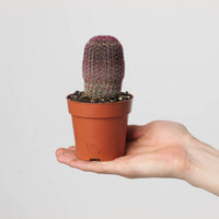 Echinocereus rigidissimus var. rubispinus