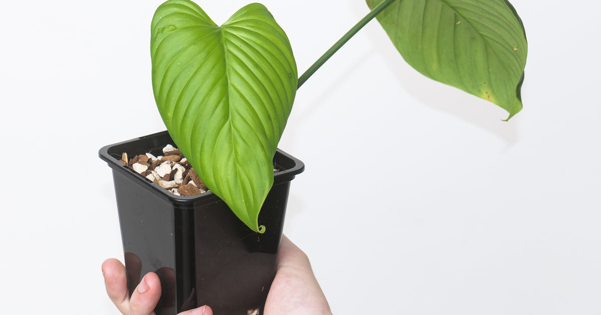 Philodendron rubrocinctum 'Red' | Plants | GrowTropicals.com